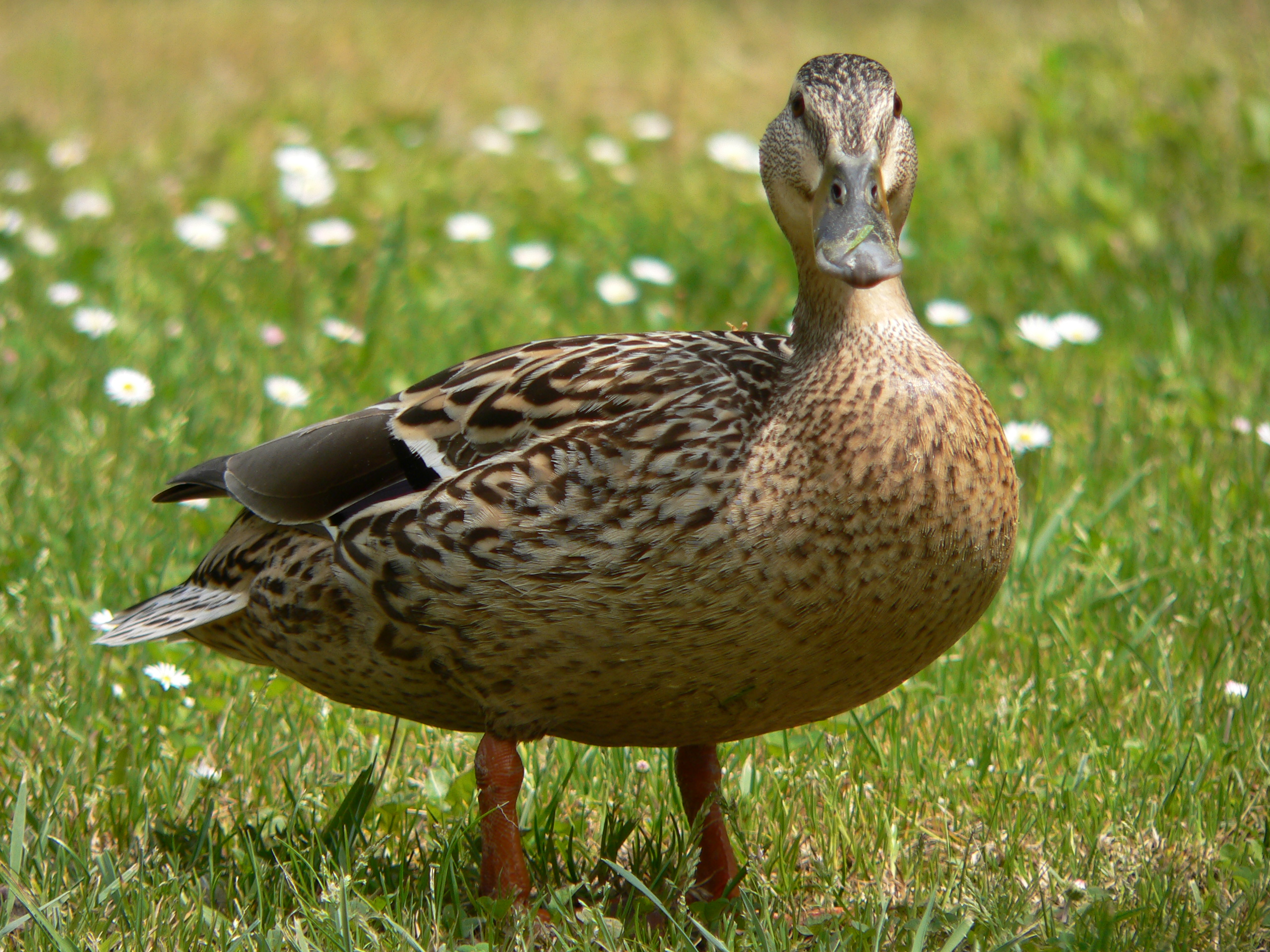 duck-05